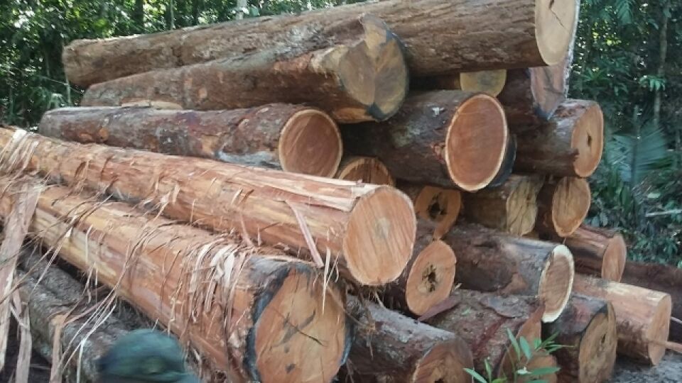 Sedam apreende mais de 500 metros cúbicos de madeira extraída ilegalmente na Resex Rio Preto Jacundá