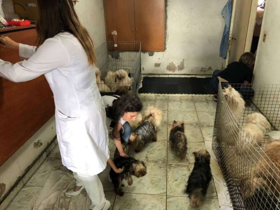 Polícia resgata mais de cem cães de canil clandestino em SP
