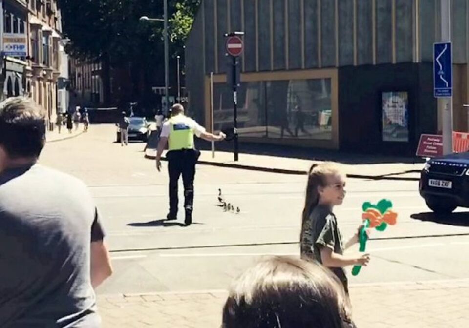 Guarda salva família de patos em avenida: assista