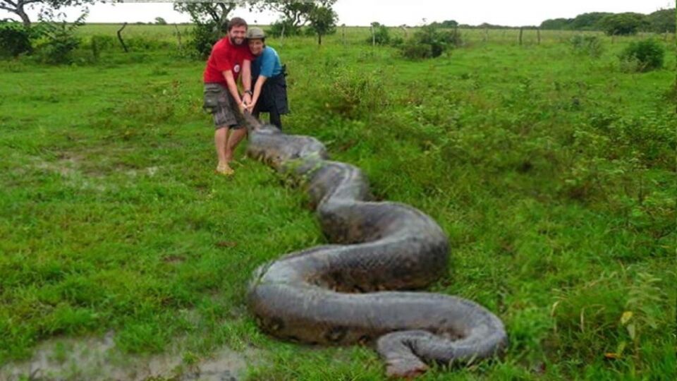 Cobras gigantescas aparecem em várias partes do Brasil