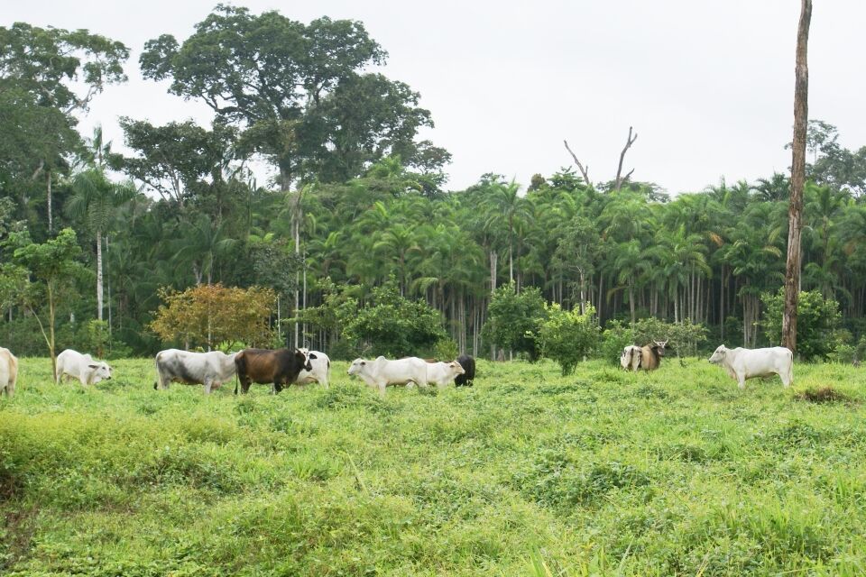 Projeto de carbono florestal não garante proteção de espécies