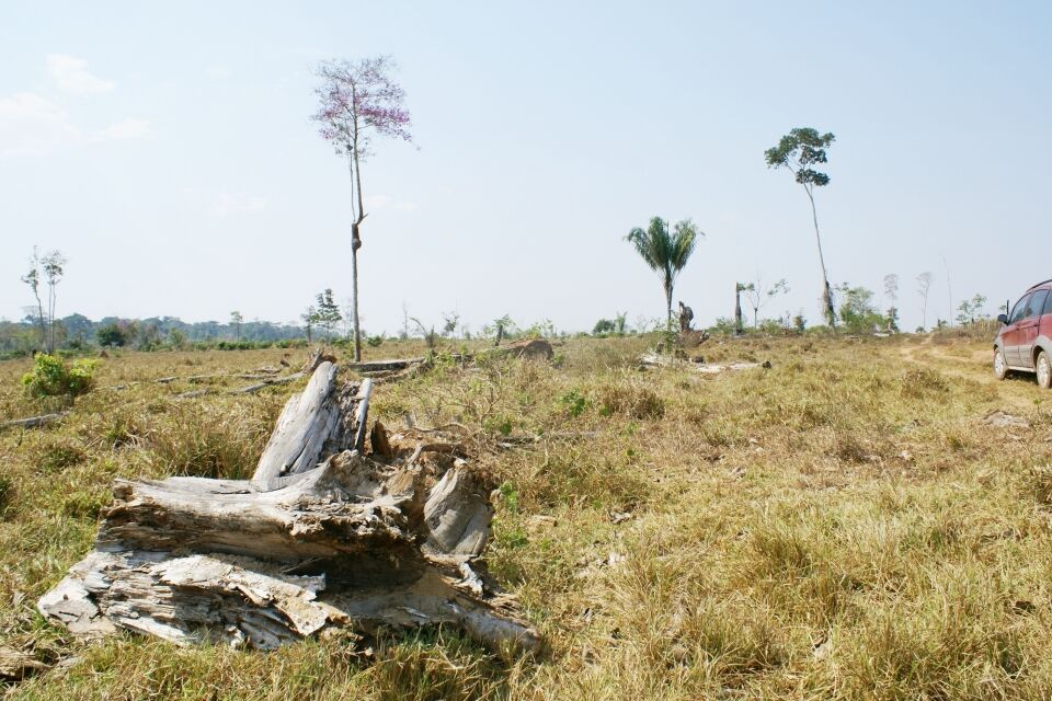 Amazônia: iracionalidade, caos e destruição