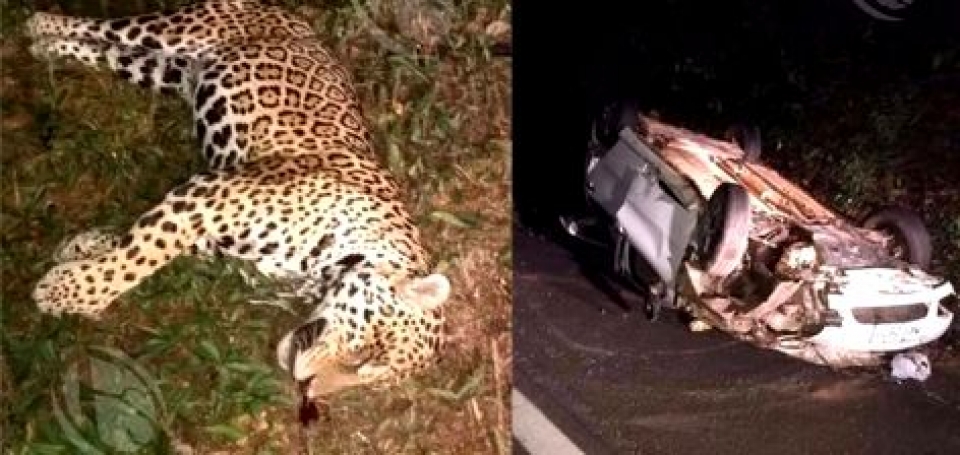 Família de ariquemes atropela e mata onça na BR-364