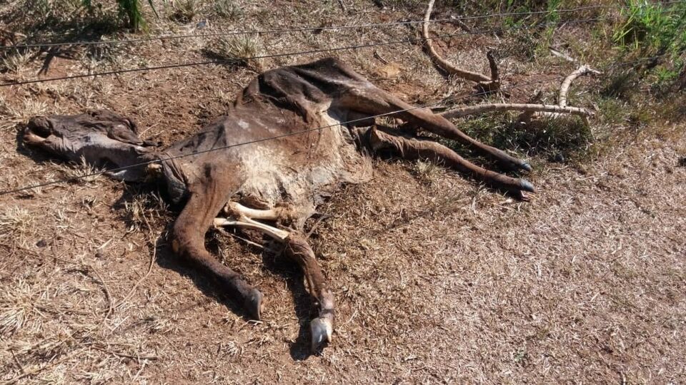 Seca castiga pastagens e causa morte de animais em Rondônia