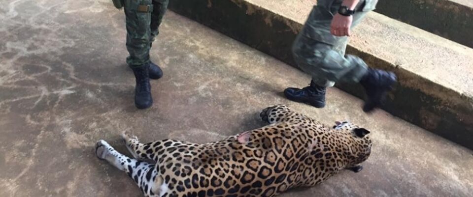 Motoristas encontram onça morta a tiros