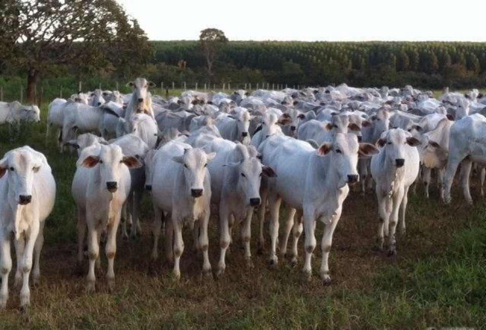 Ladrões invadem propriedade rural e furtam gado