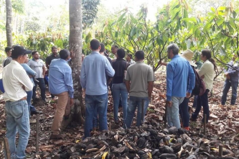 Semana do Cacau movimenta produtores do fruto em Ouro Preto do Oeste, RO