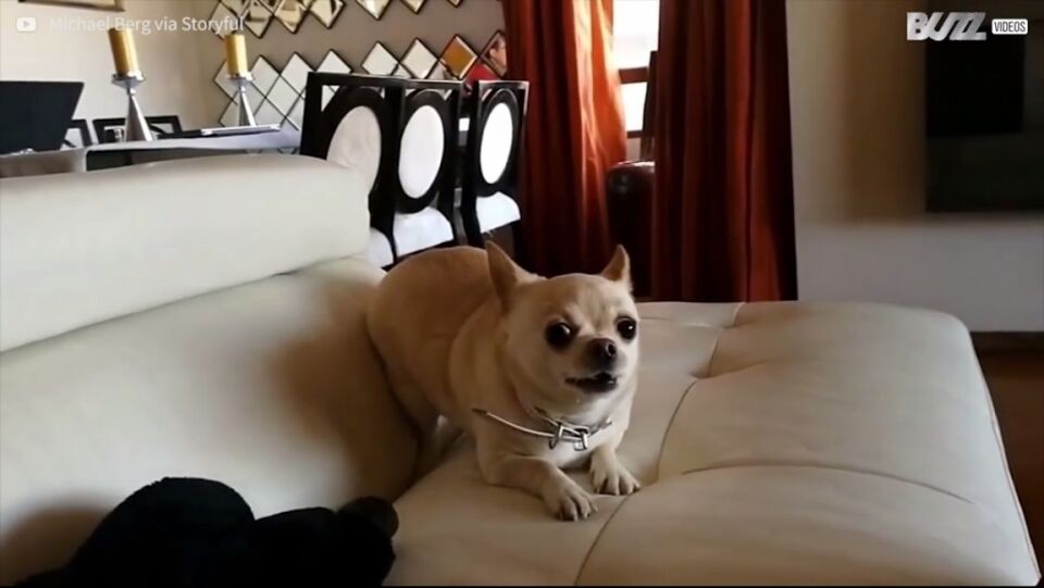 Cadela perde a cabeça com pantufas novas