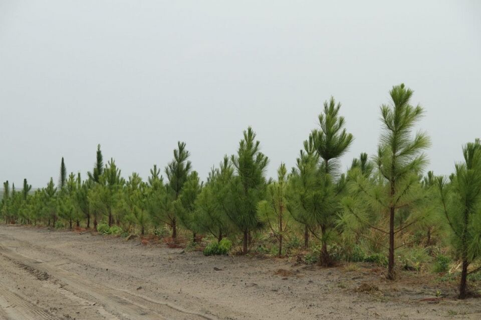 Floresta plantada atrai de pequenos a grandes produtores