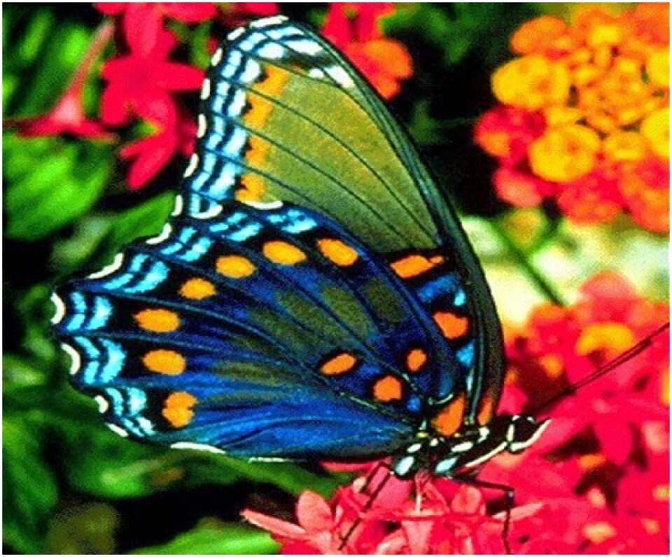 1º Simpósio de vídeo cirurgia em Cacoal