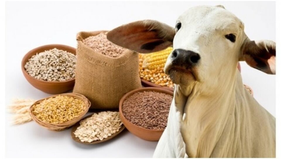 Agropecuária ficou estável no trimestre mas em 12 meses cresceu 2%