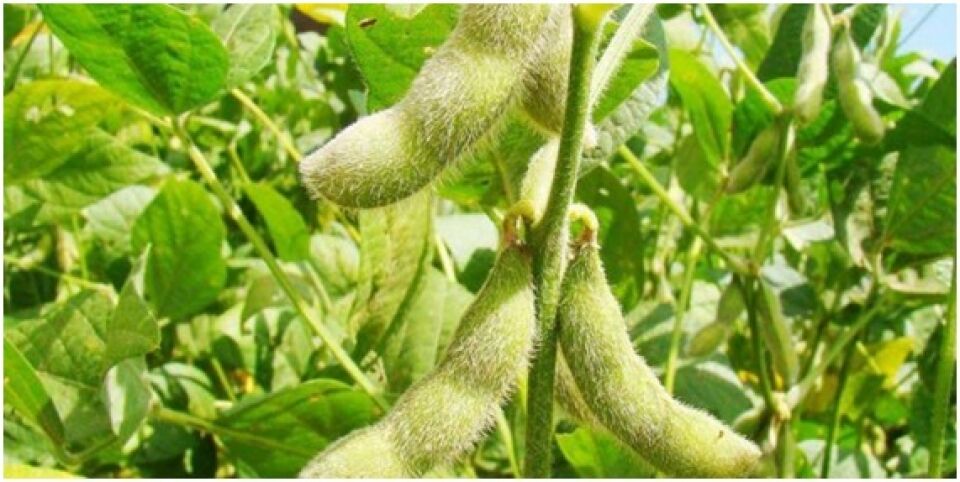 Preços da soja sobem também no Brasil