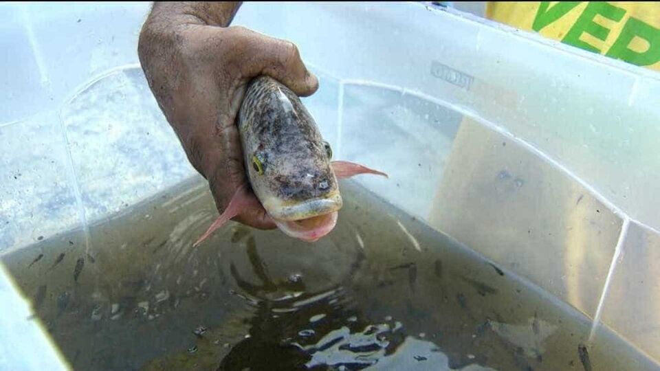 Peixes são retirados vivos de escombros em chafariz do Museu Nacional