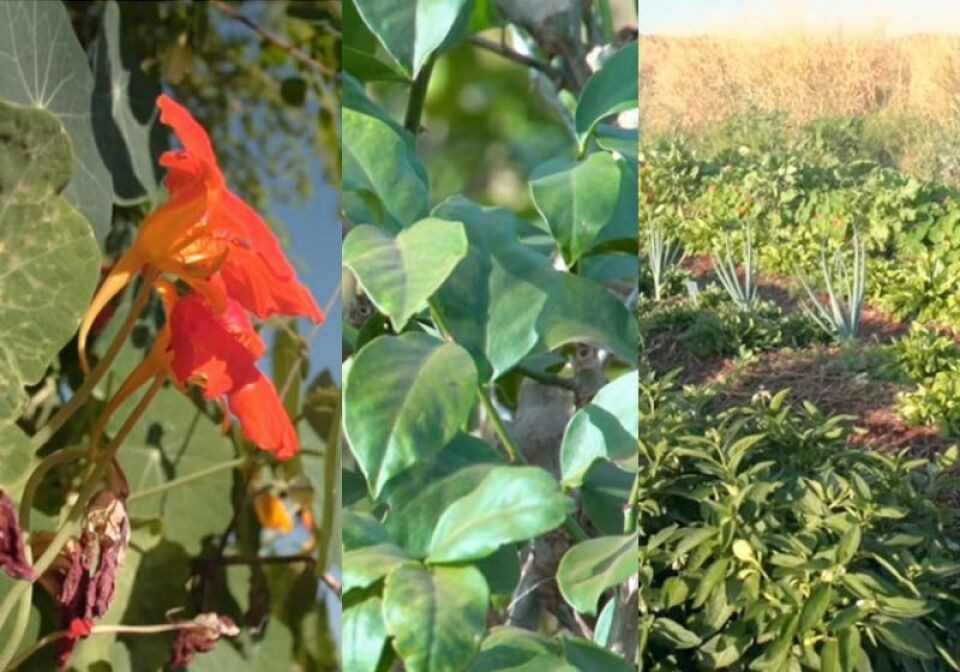 Já ouviu falar das Plantas alimentícias não convencionais?