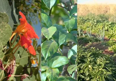 Já ouviu falar das Plantas alimentícias não convencionais?