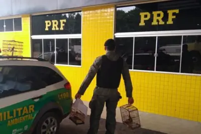Polícia Rodoviária Federal apreende 3 pássaros silvestres em caminhão