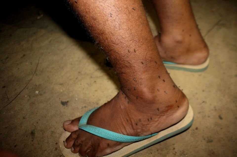 O terrível mosquito Mansonia é objeto de nova pesquisa