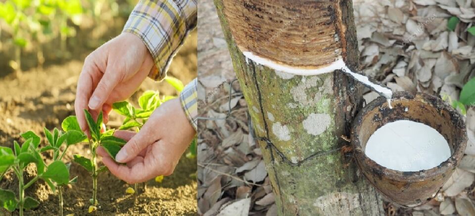 Da borracha ao agronegócio