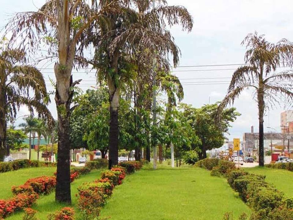 Defesa Civil realiza mapeamento de árvores na capital