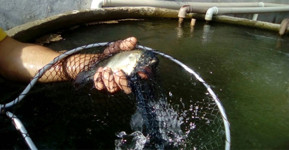Administração Hildon já construiu mais de 200 tanques de peixes