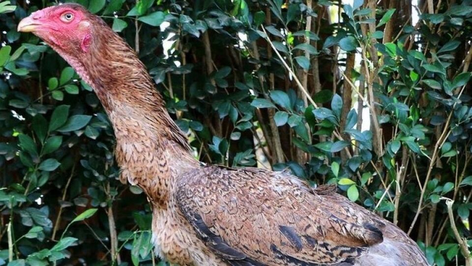 Galinha de 1 metro é vendida por R$ 74 mil no interior de São Paulo