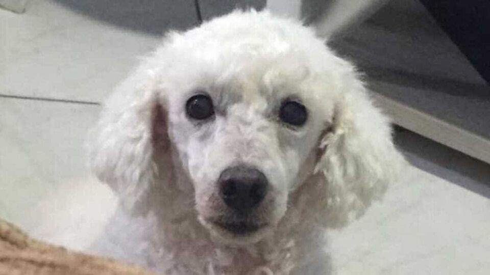 Homem se arrisca para salvar cão de afogamento no litoral de São Paulo