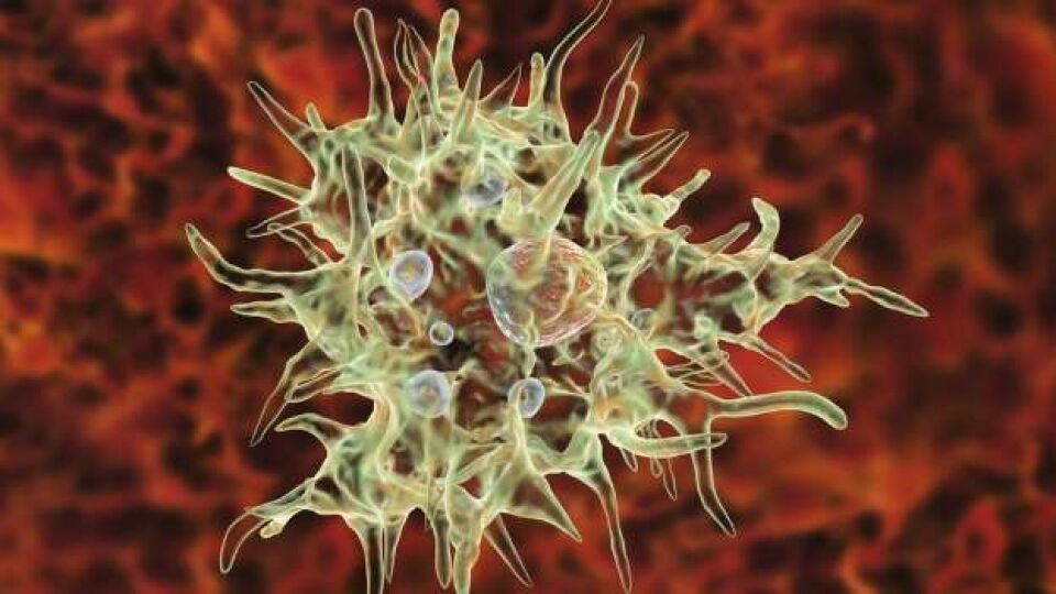 A rara ameba que come 'cérebro' humano e pode ser encontrada em lagos e piscinas sem tratamento