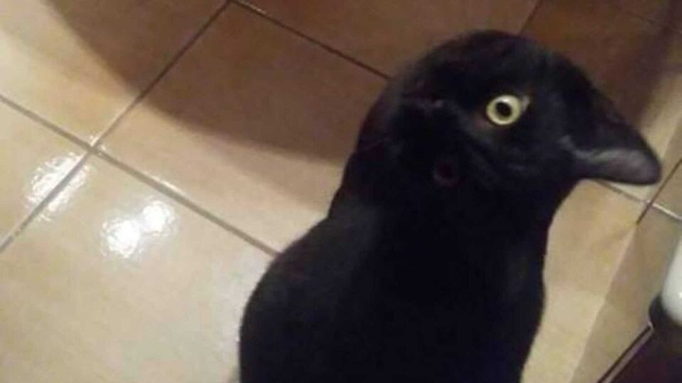 Parece um corvo mas é um gato. Sim, até o Google ficou baralhado