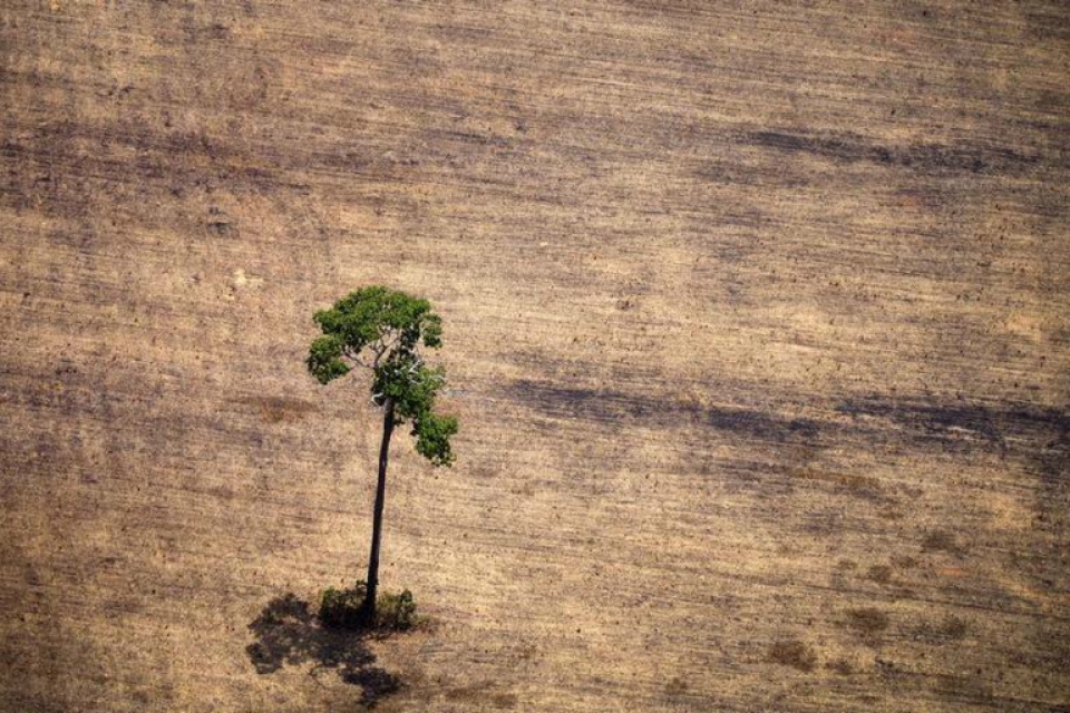 "A natureza não tem voz, precisa de advogados"
