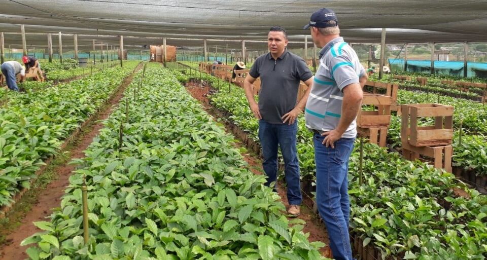 Prefeitura vai distribuir 700 mil mudas de café clonal a partir de dezembro