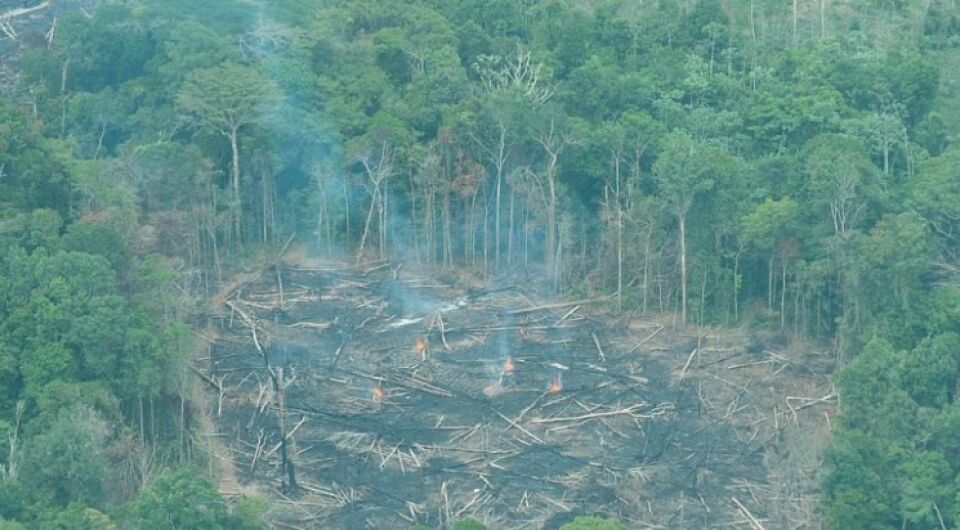 Estudo revela brecha em lei florestal para ampliar desmatamento na Amazônia