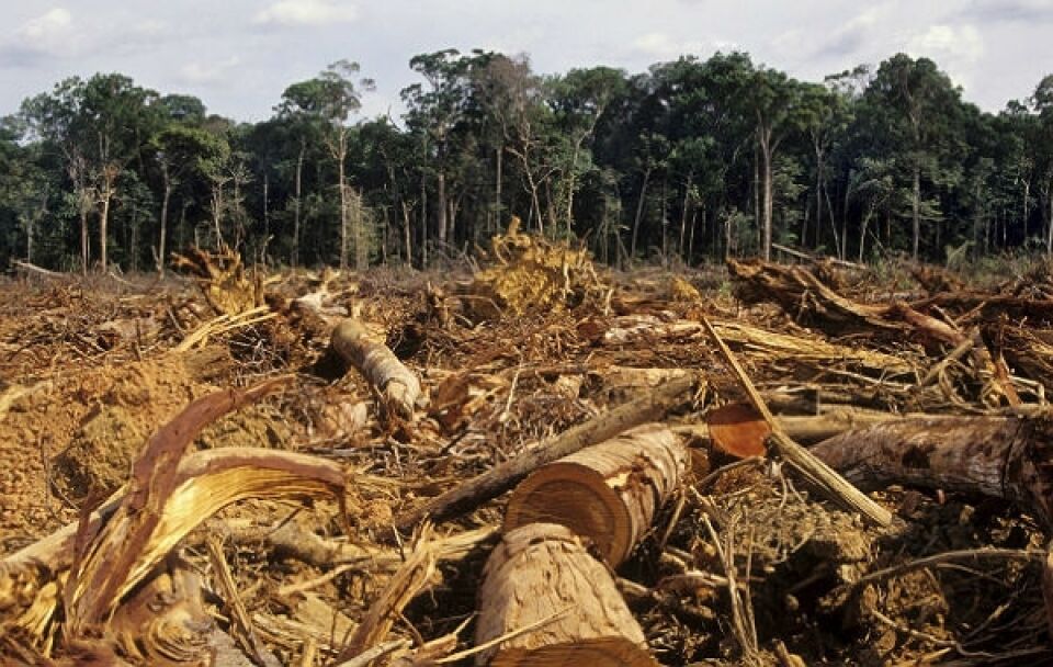 Derrubadas em assentamentos totalizam 10 mil hectares