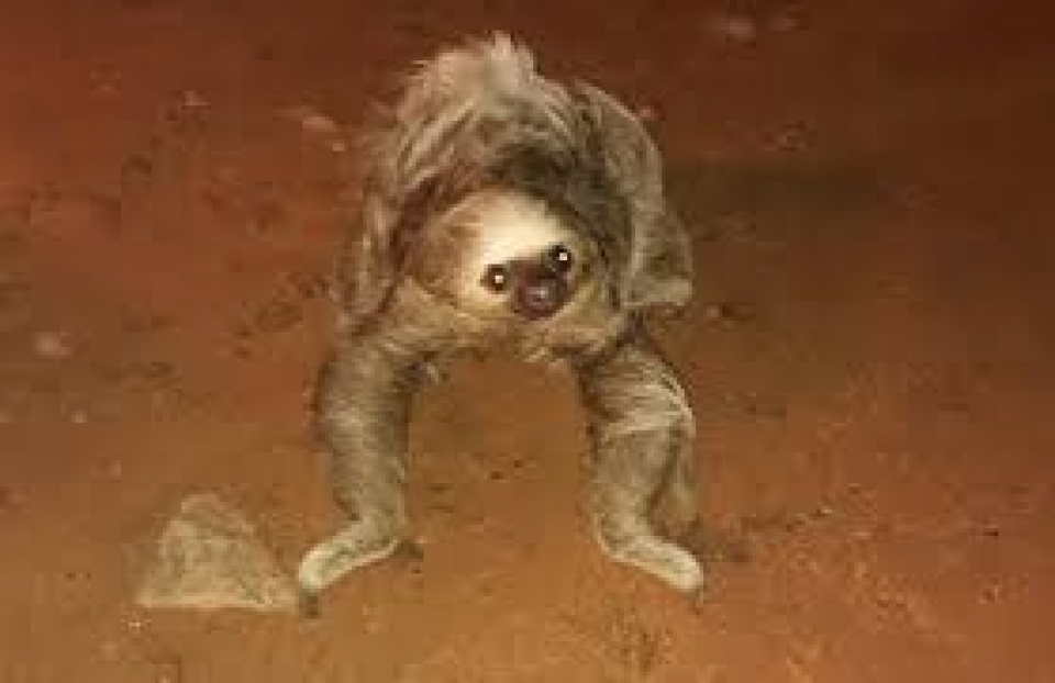 JARU: BICHO PREGUIÇA PASSEIA TRANQUILAMENTE PELAS RUAS DA CIDADE