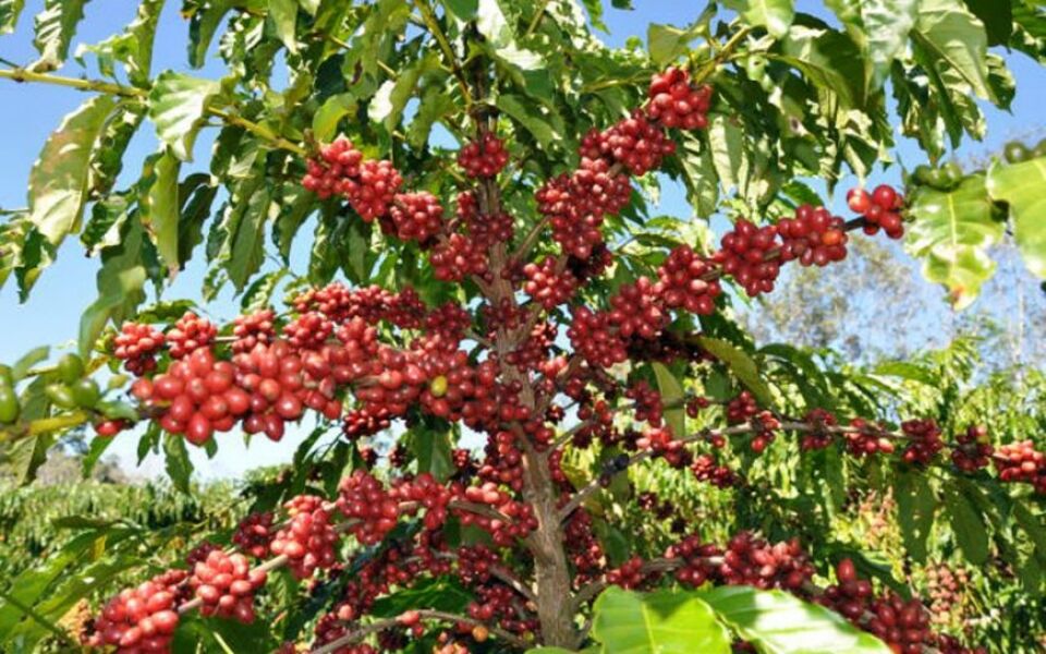 Governo vai comprar café robusta produzido em Rondônia; licitação será realizada no dia 5 de dezembro
