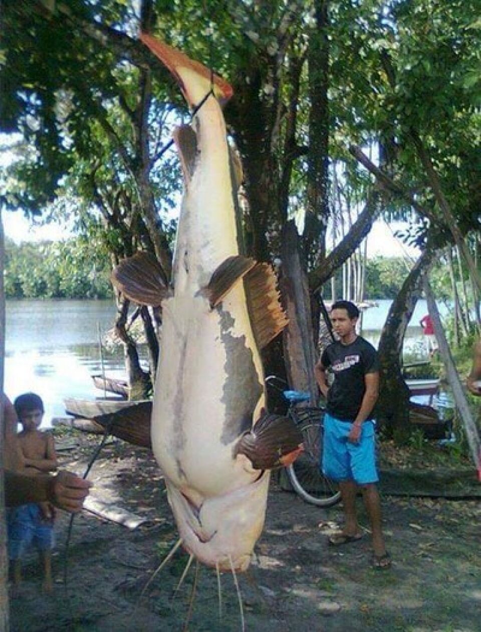 RIO MADEIRA: PESCADORES PEGAM PEIXE INCOMUM DE 1,50 METRO E 80 QUILOS