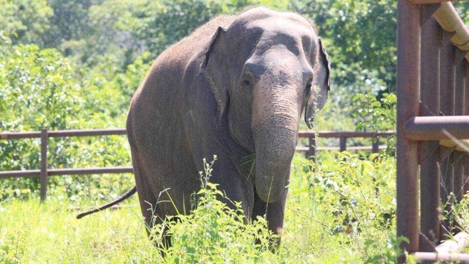 Vítima de maus-tratos, elefanta viaja 2.700 km até santuário no MT