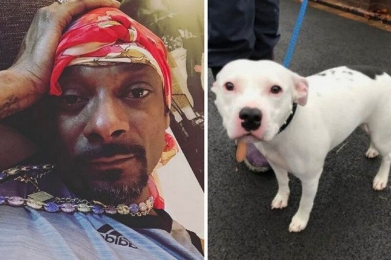 ‘É de cortar o coração’, diz Snoop Dogg sobre cachorro abandonado