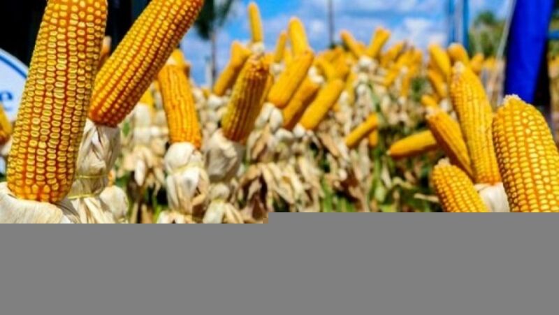 Conab vende mais de 1,5 mil toneladas de milho no Vendas em Balcão