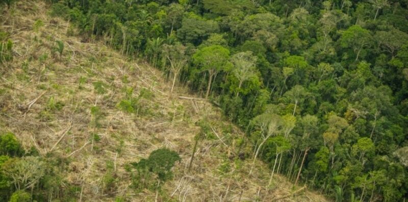 Grilagem da terra indígena ameaça Rondônia