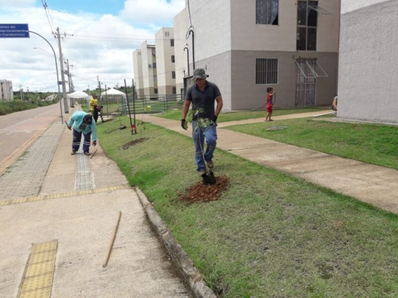 Prefeitura realiza plantio de árvores no conjunto habitacional Morar Melhor