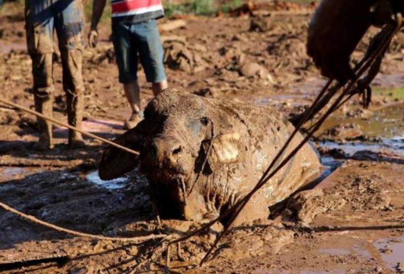 Tentativa de salvar vaca mobiliza moradores, mas animal é sacrificado