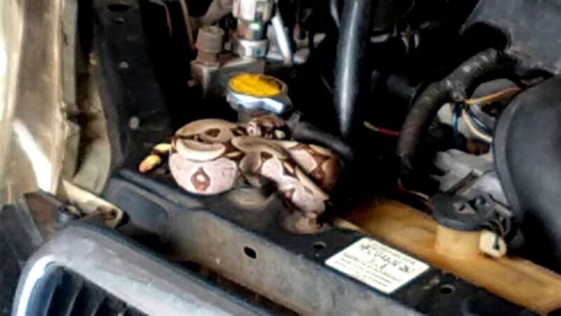 Homem encontra cobra jiboia no motor do carro em Rondônia