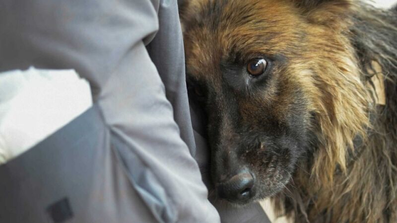 Mais de 70 animais são resgatados após tragédia em Brumadinho