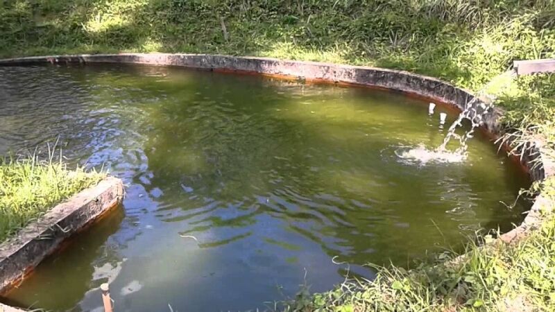 Criança de 11 anos morre após cair em tanque de peixe