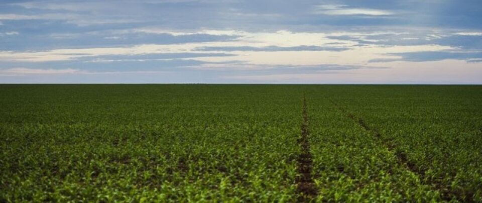 Obesidade, desnutrição e mudança do clima formam pandemia tripla, diz relatório