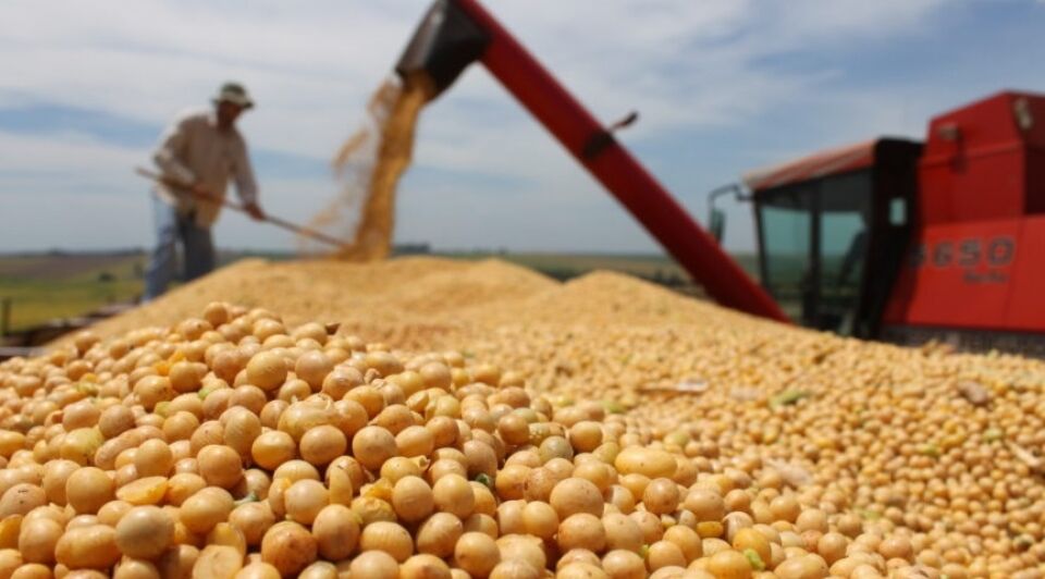 Soja está novamente em queda no Brasil