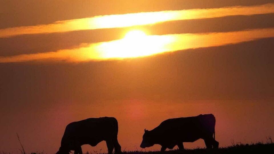 Reino Unido cria Tinder para touros e vacas encontrarem um novo amor