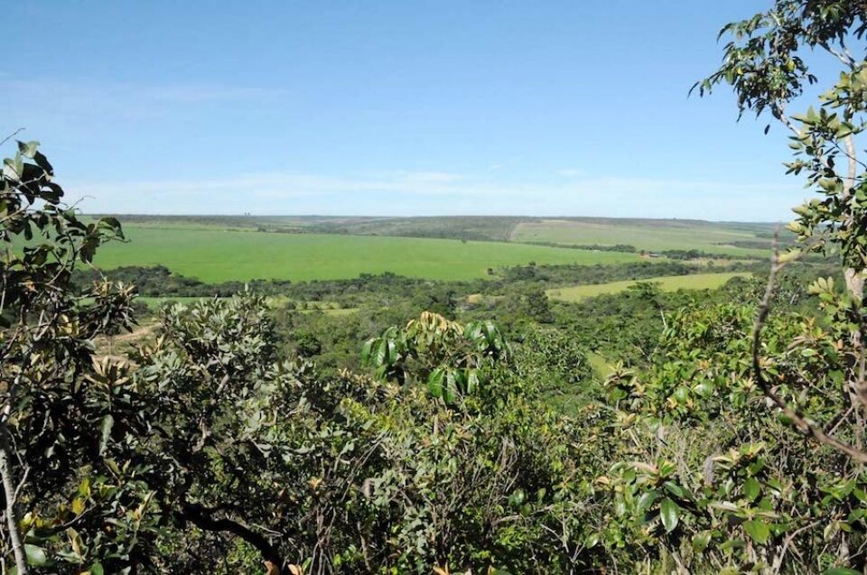 20% do avanço agrícola de 2000 a 2014 ocorreu sobre vegetação nativa