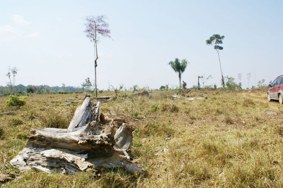 Quem mais desmata na Amazônia Brasileira