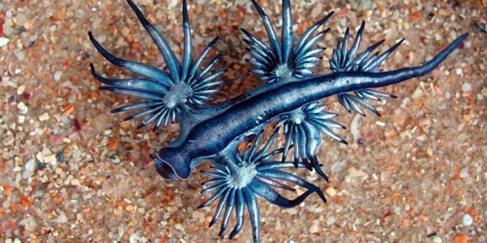 Família encontra rara criatura nas águas da Costa Rica